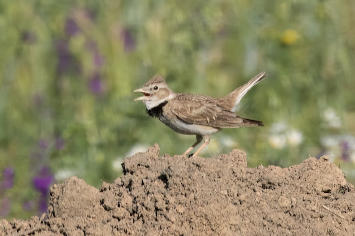 Calandra Lark - ML620412266