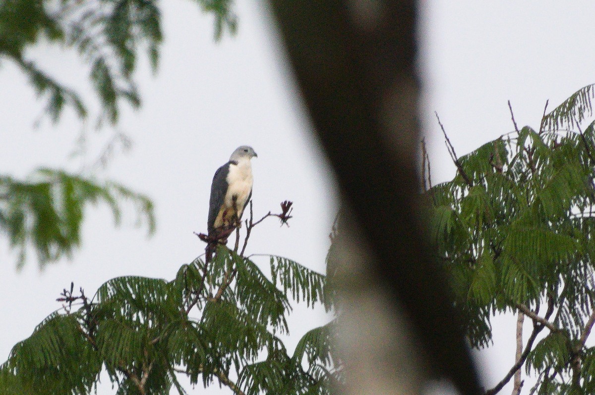 Gray-headed Kite - ML620412283