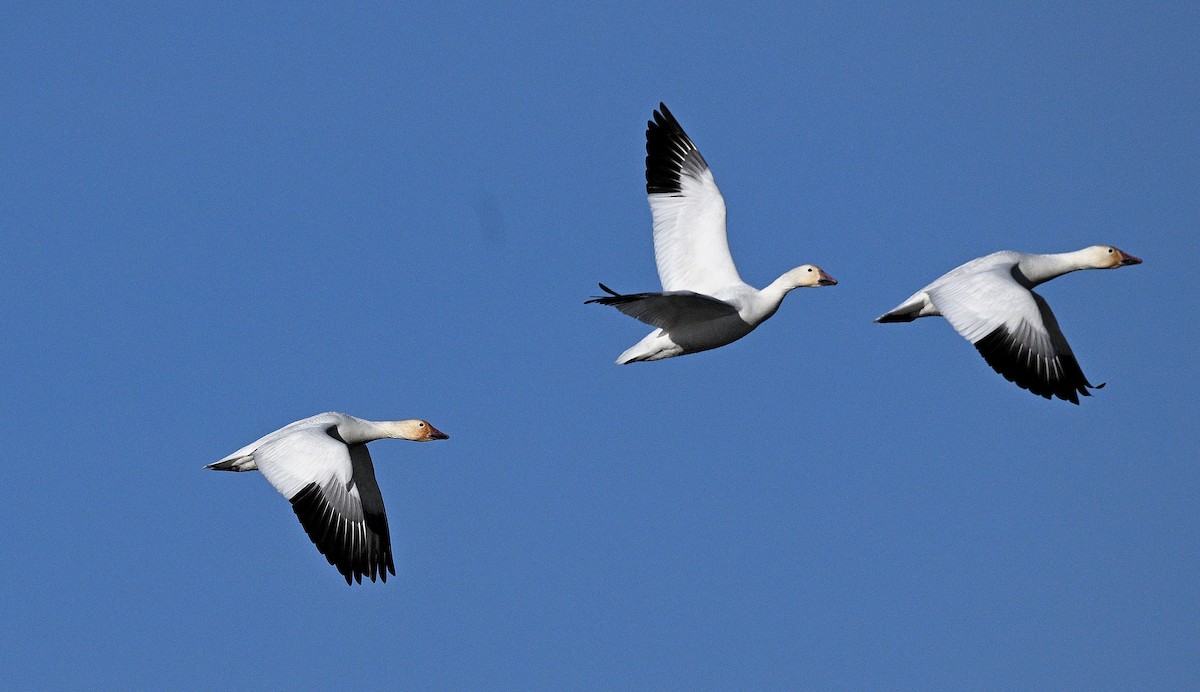 Snow Goose - ML620412284