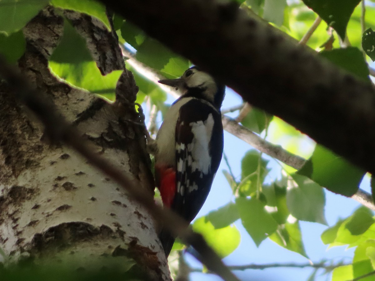 Syrian Woodpecker - ML620412286