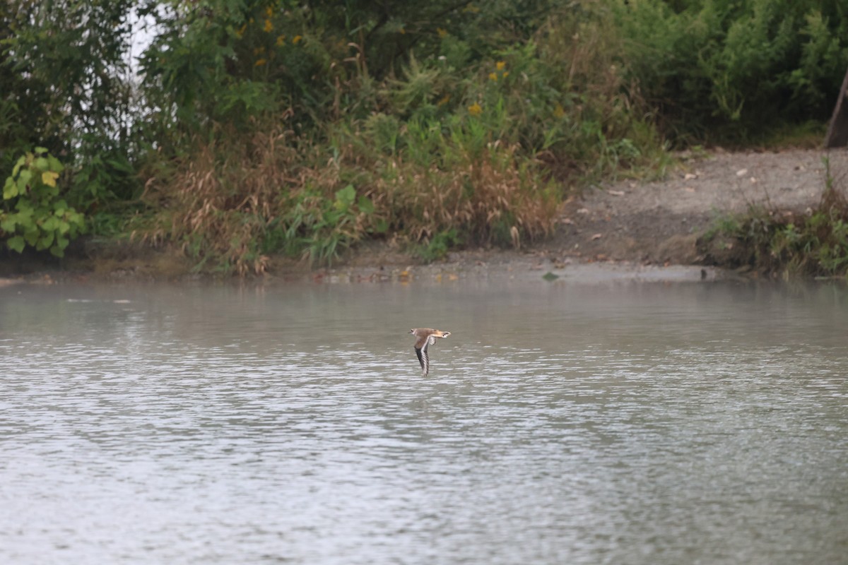 Killdeer - ML620412288