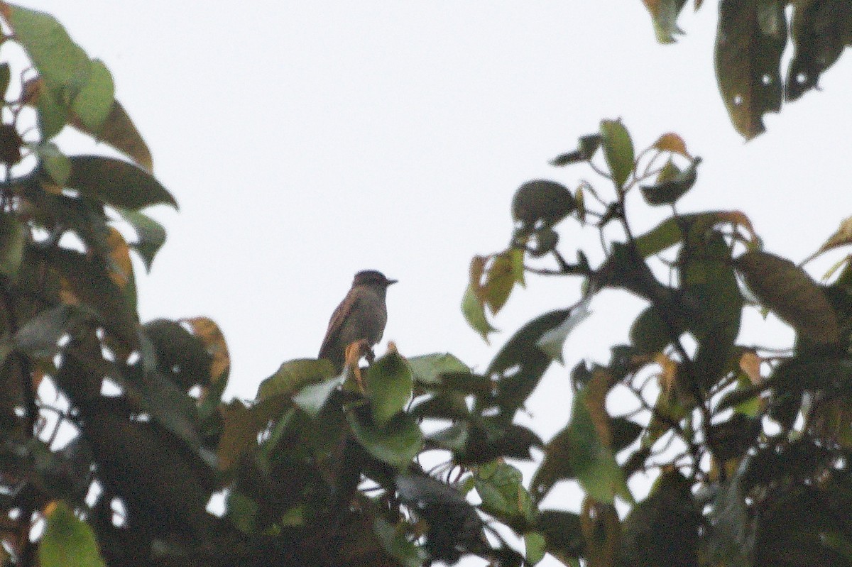 Crowned Slaty Flycatcher - ML620412291