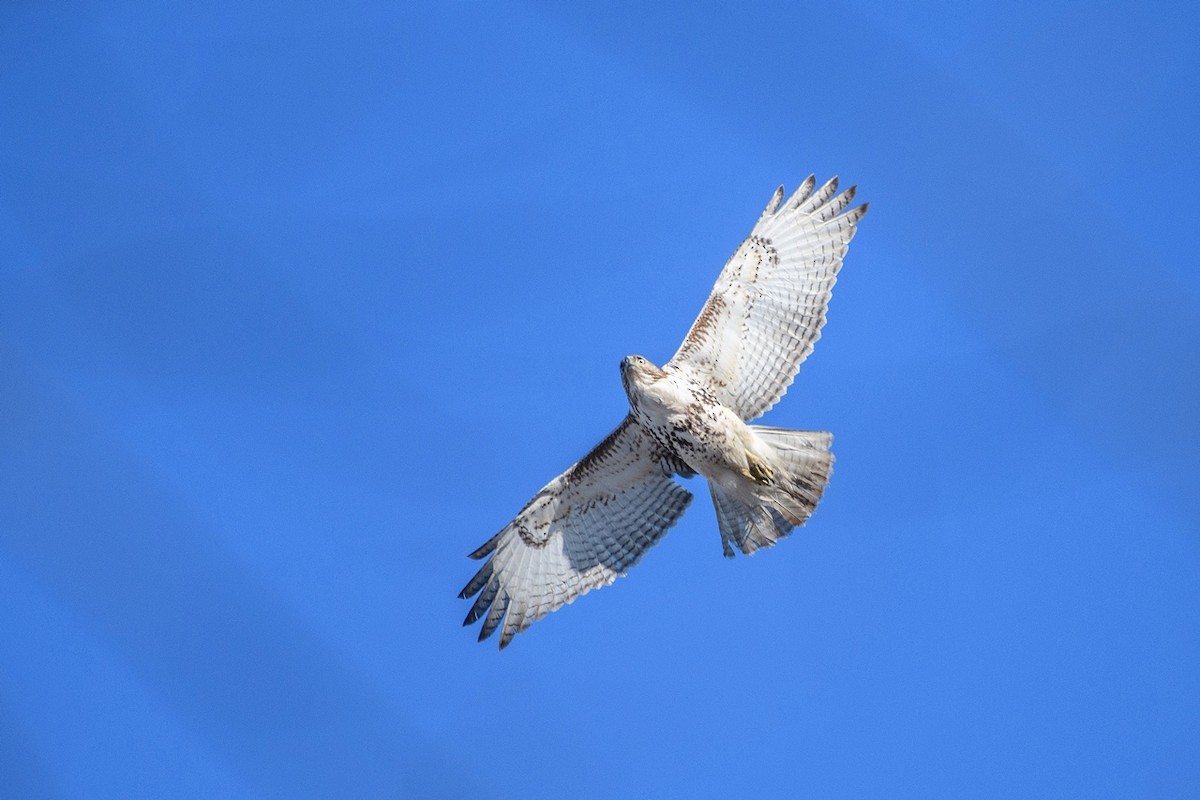 Red-tailed Hawk - ML620412294