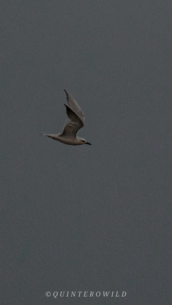 Gull-billed Tern - ML620412300