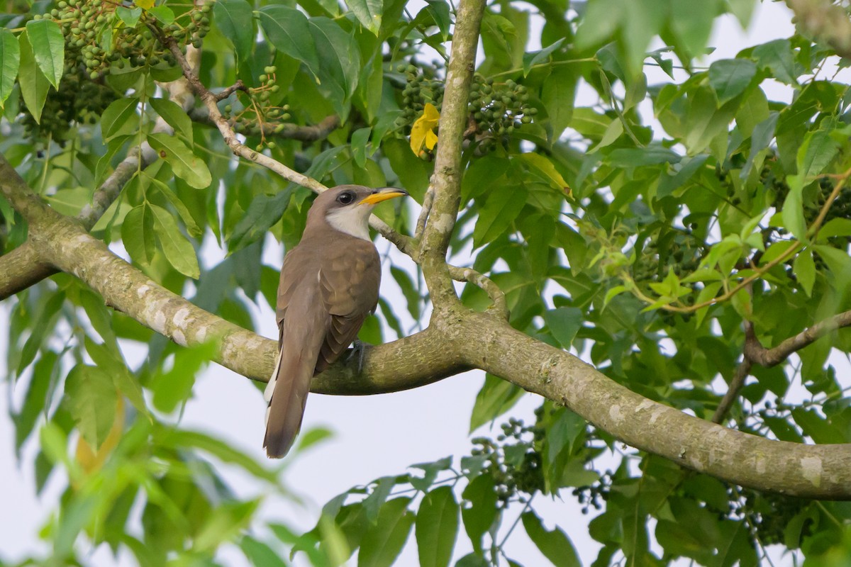 Yellow-billed Cuckoo - ML620412304