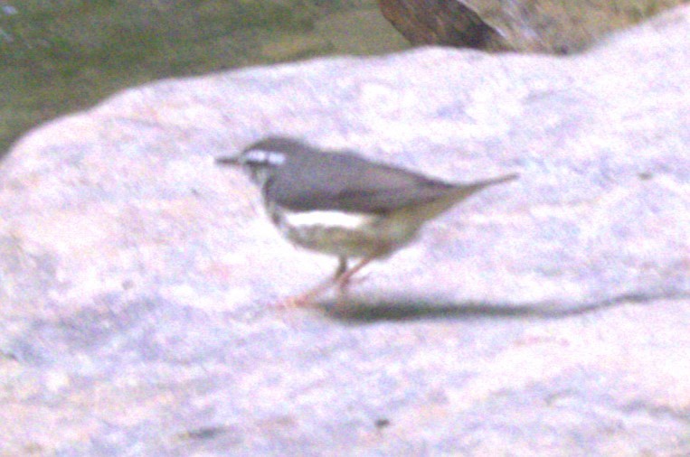 Louisiana Waterthrush - ML620412312