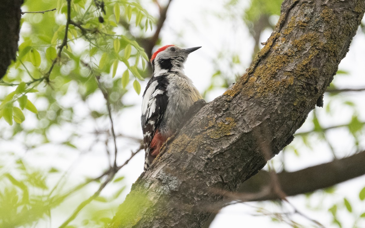 Middle Spotted Woodpecker - ML620412321