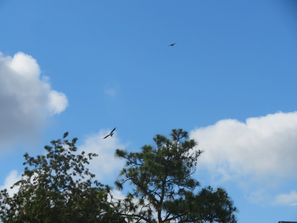 Swallow-tailed Kite - ML620412338