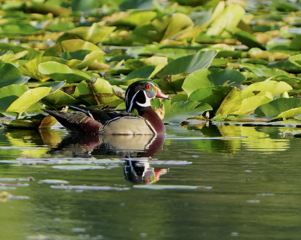 Wood Duck - ML620412347