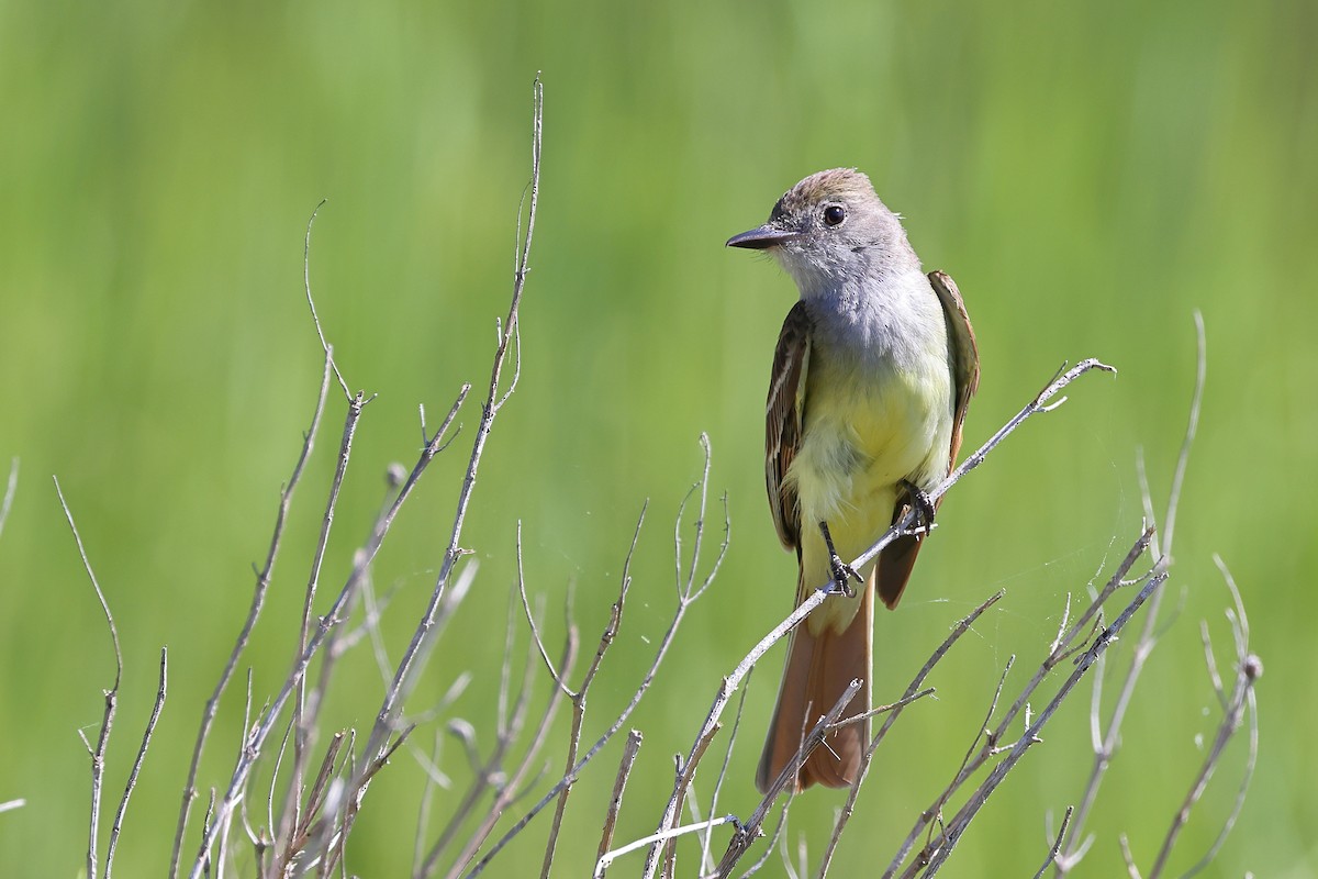 Great Crested Flycatcher - ML620412364
