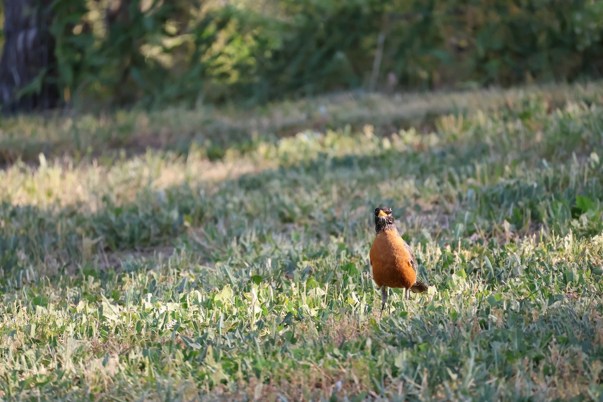 American Robin - ML620412365