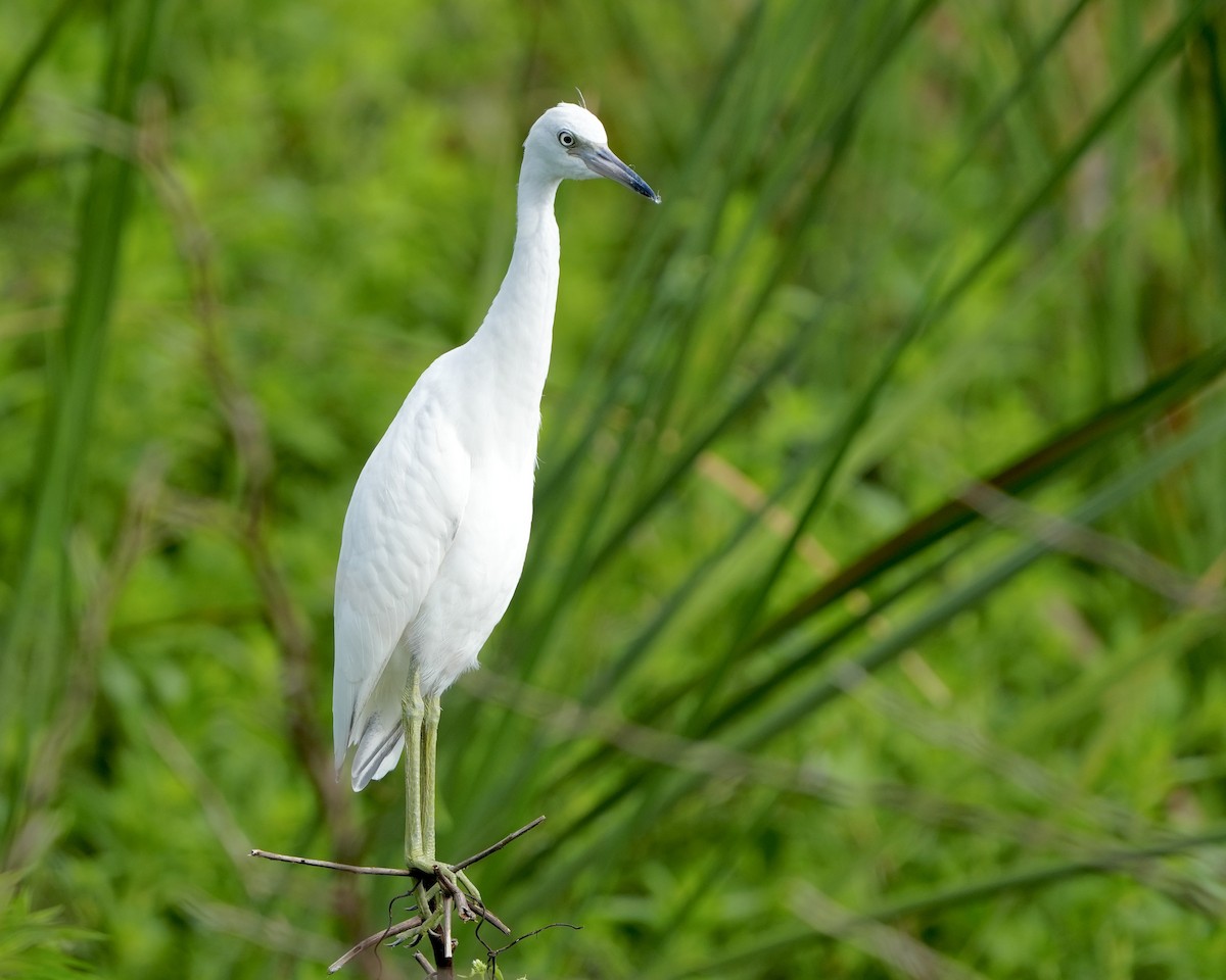 Little Blue Heron - ML620412369