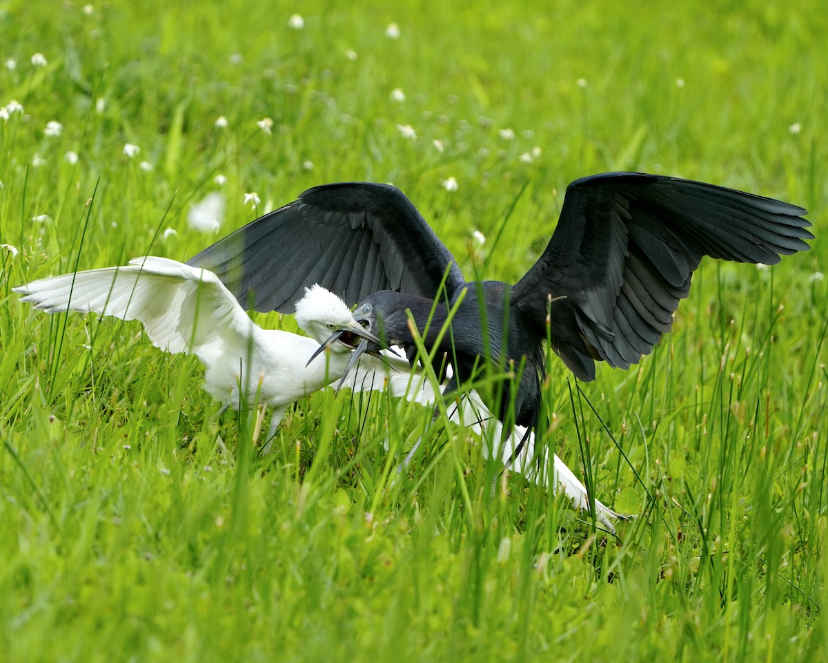 Little Blue Heron - ML620412370