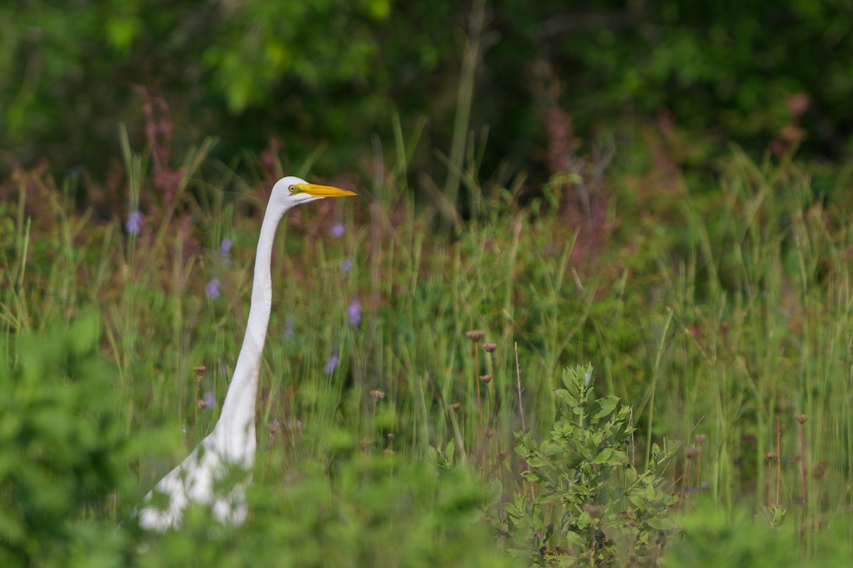 Great Egret - ML620412374