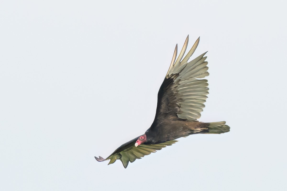 Urubu à tête rouge - ML620412380