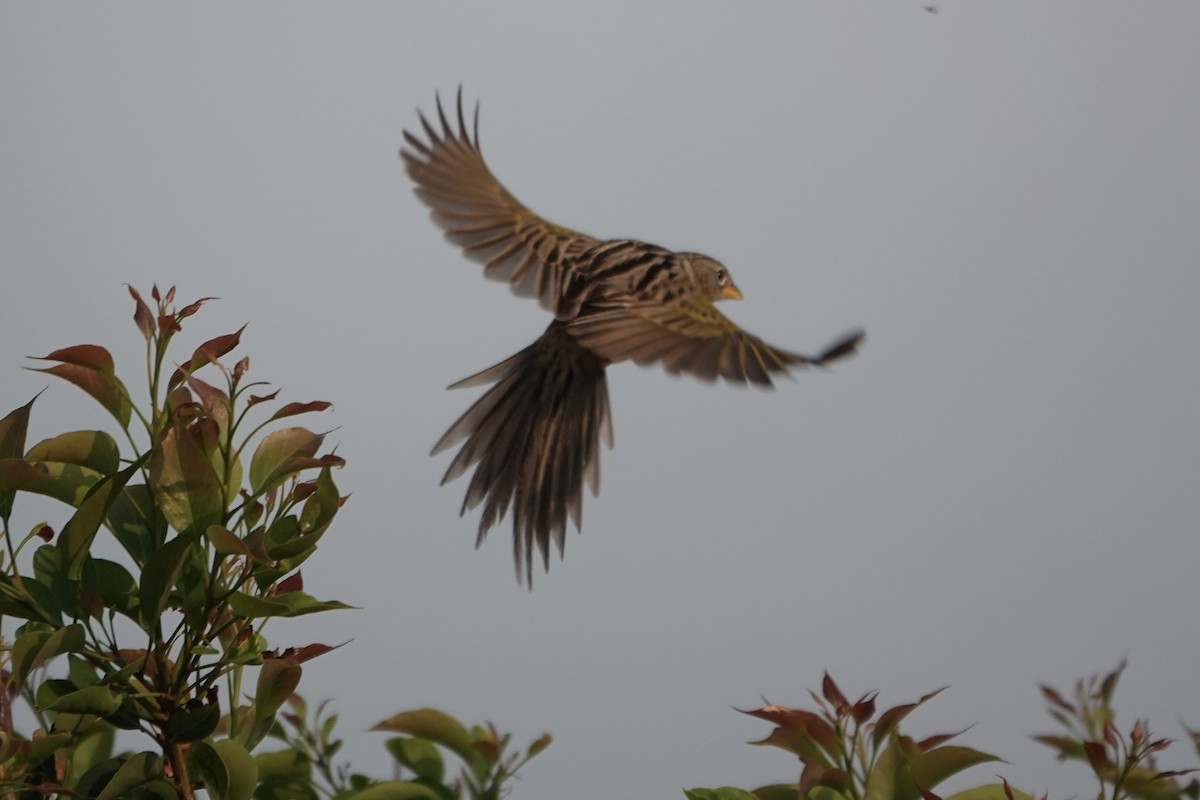 Wedge-tailed Grass-Finch - ML620412386