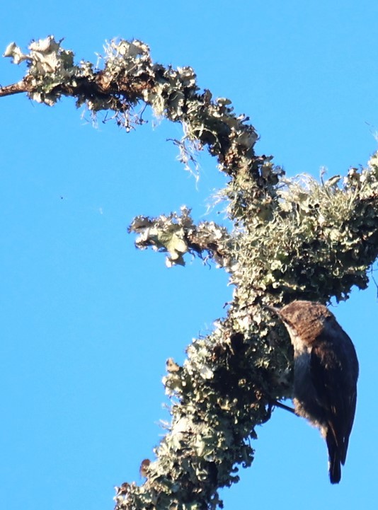 Brown-headed Nuthatch - ML620412396