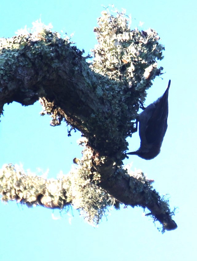 Brown-headed Nuthatch - ML620412397