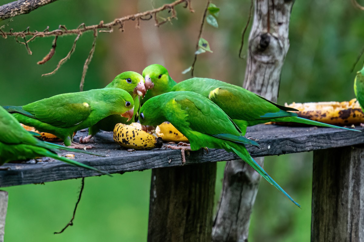 Plain Parakeet - ML620412400