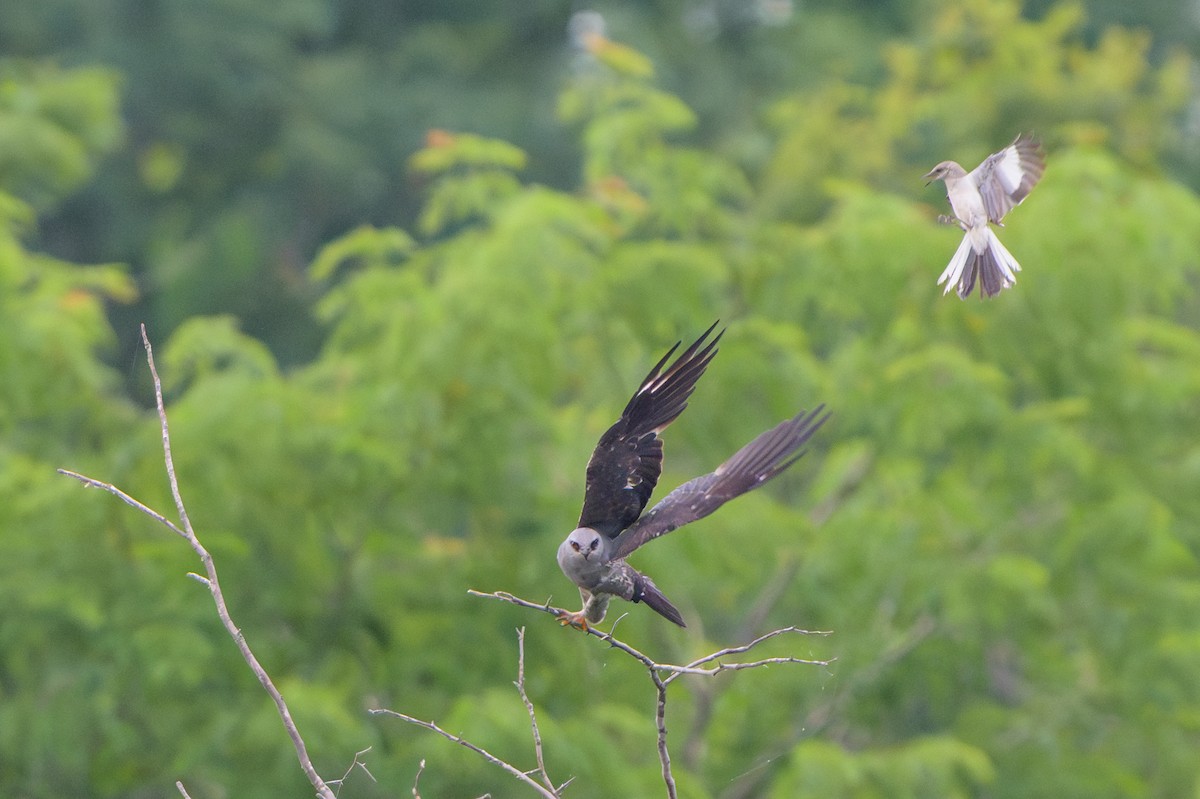 Mississippi Kite - ML620412402