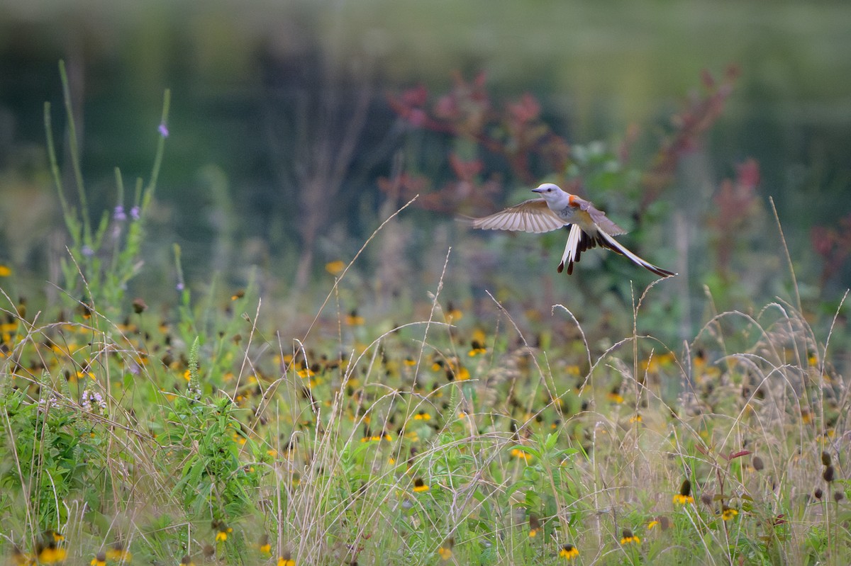 Scissor-tailed Flycatcher - ML620412406