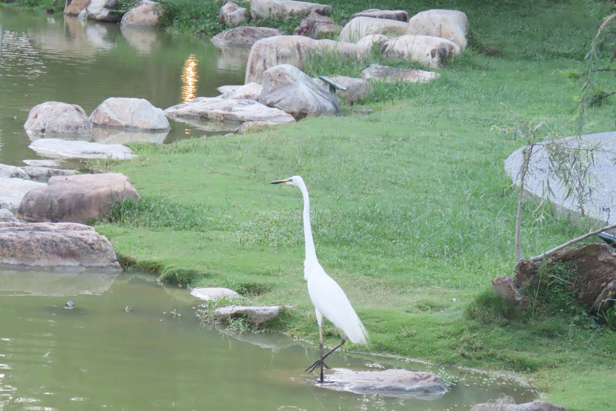 Great Egret - ML620412407