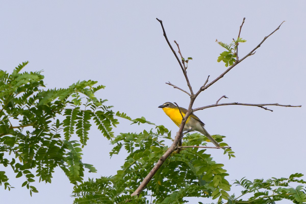 Yellow-breasted Chat - ML620412414