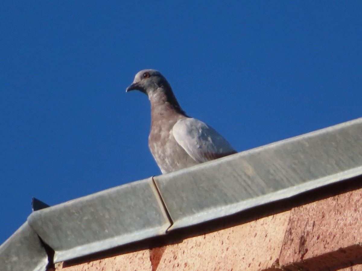 Rock Pigeon (Feral Pigeon) - ML620412415