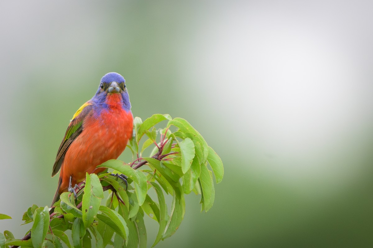 Painted Bunting - ML620412424