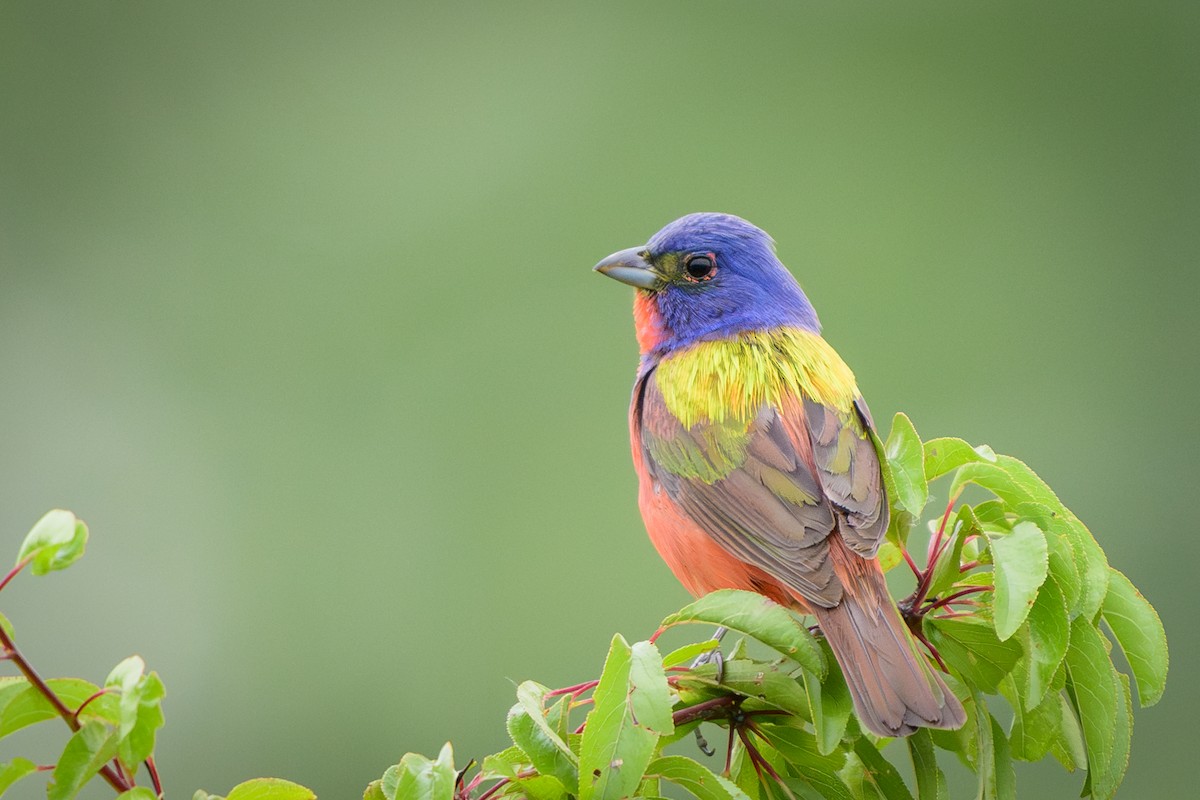 Painted Bunting - ML620412425
