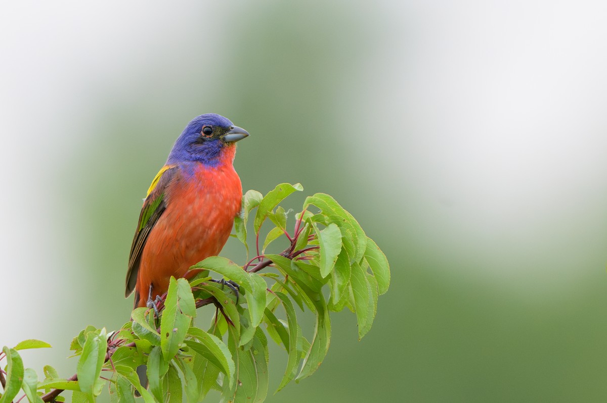 Painted Bunting - ML620412426