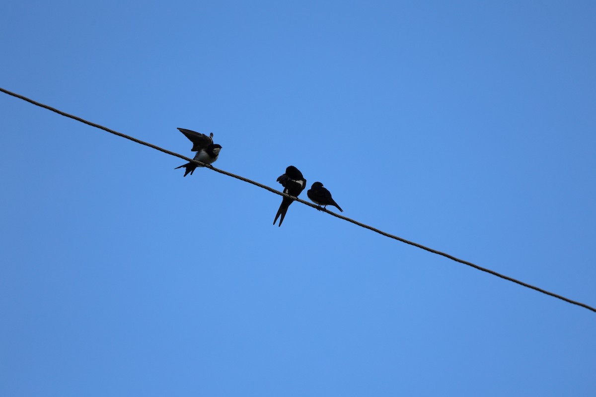 White-banded Swallow - ML620412431