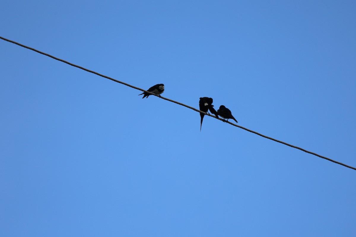 White-banded Swallow - ML620412433