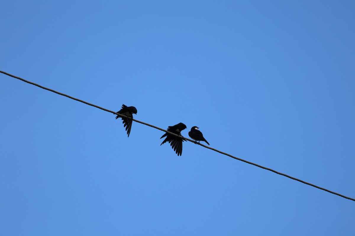 White-banded Swallow - ML620412434