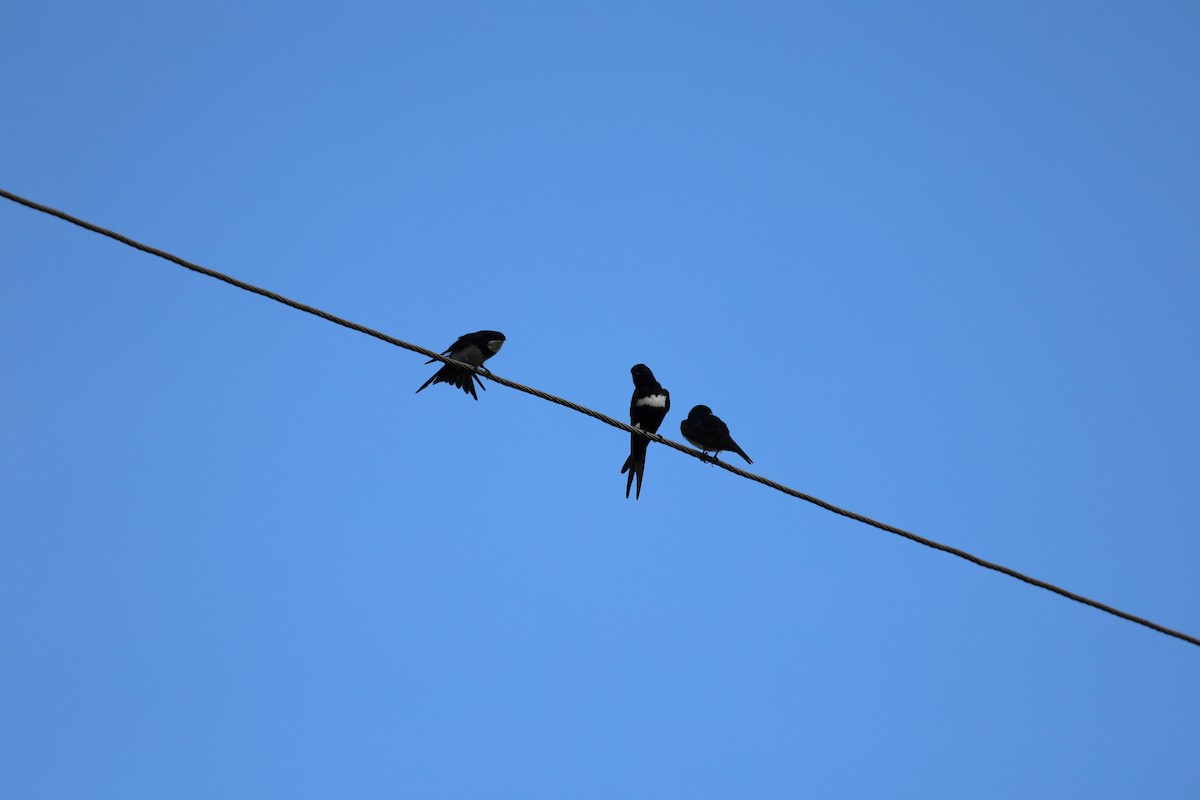 White-banded Swallow - ML620412435