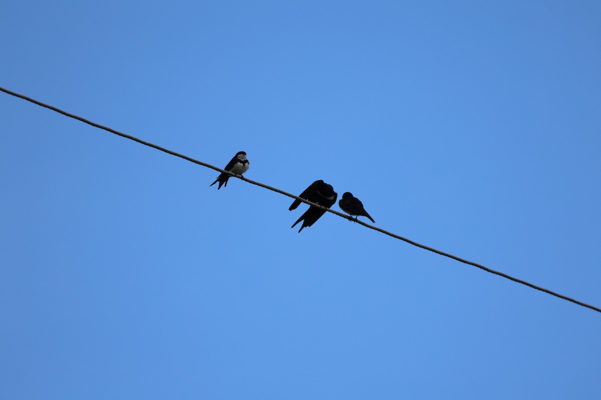 White-banded Swallow - ML620412436