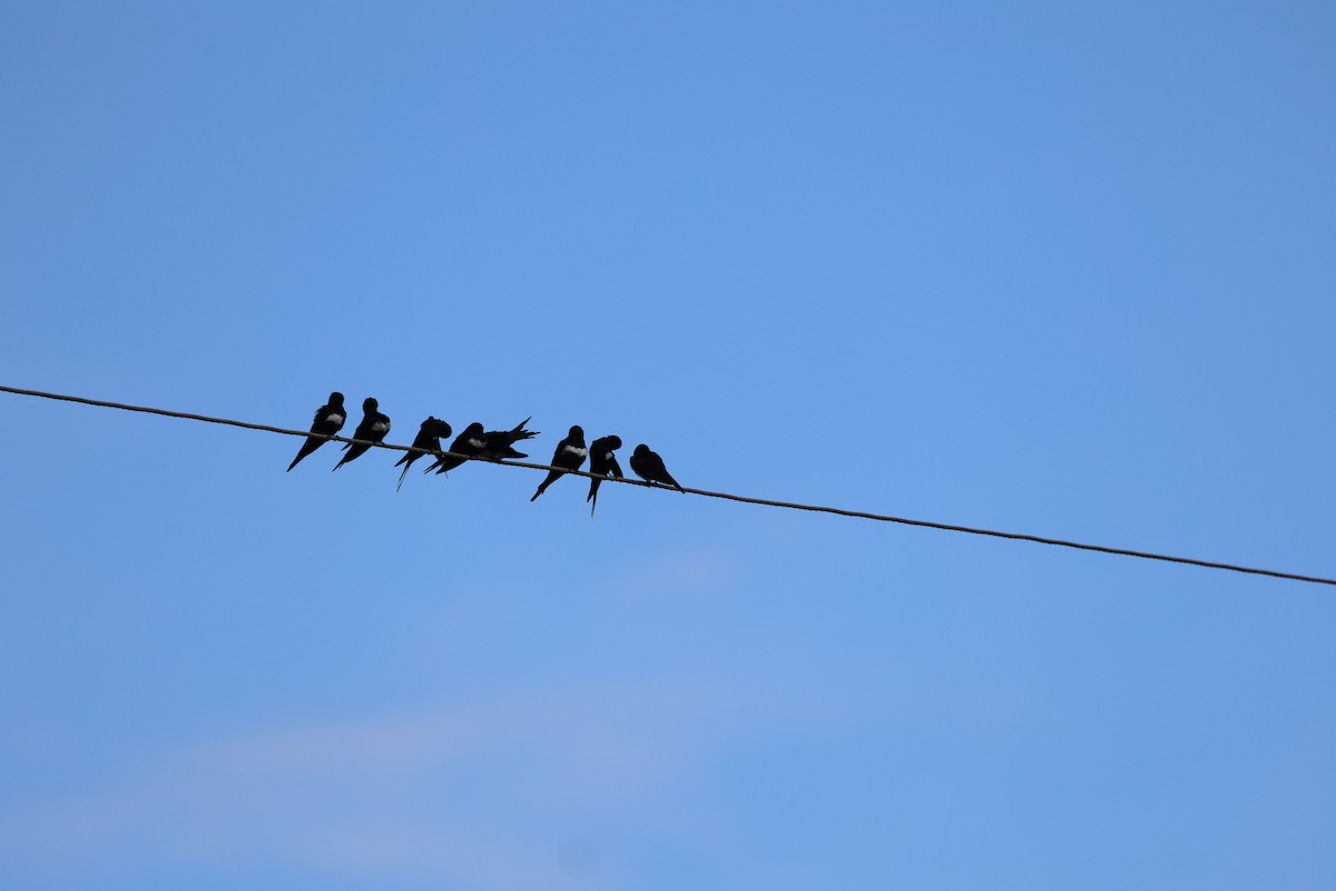 White-banded Swallow - ML620412437