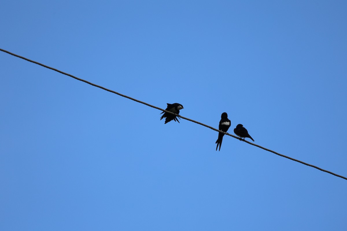 White-banded Swallow - ML620412438