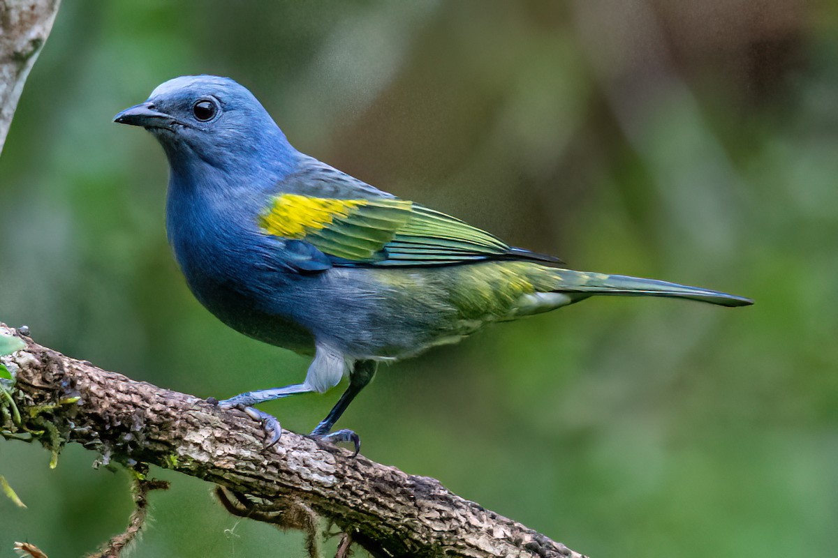 Golden-chevroned Tanager - ML620412441