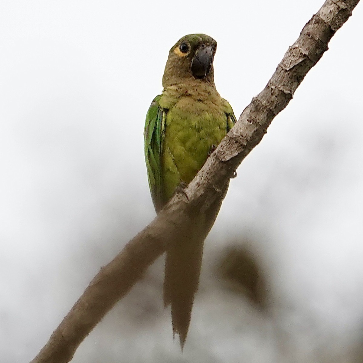 Brown-throated Parakeet (Veraguas) - ML620412456