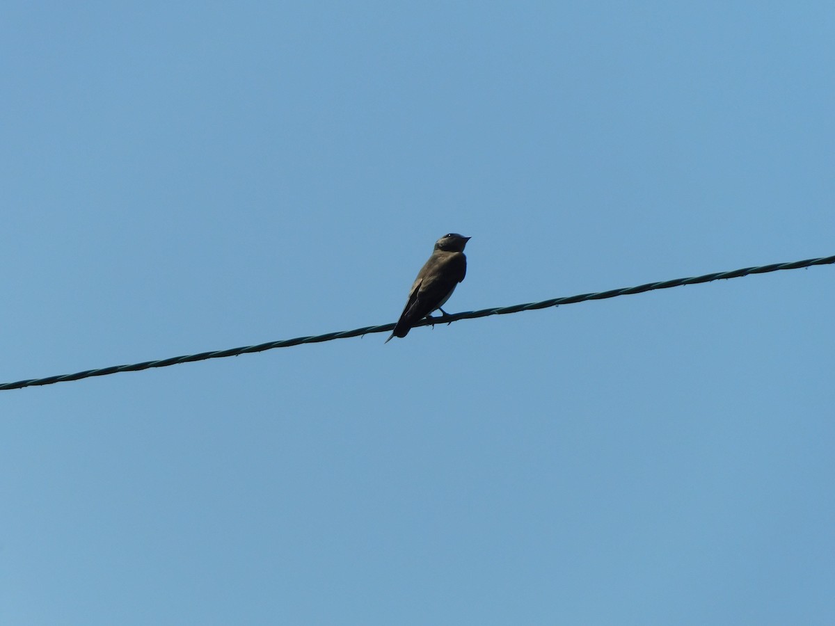 Northern Rough-winged Swallow - ML620412459