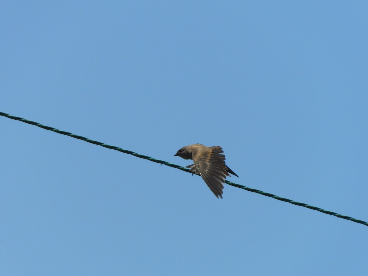 Northern Rough-winged Swallow - Julian Monsalve