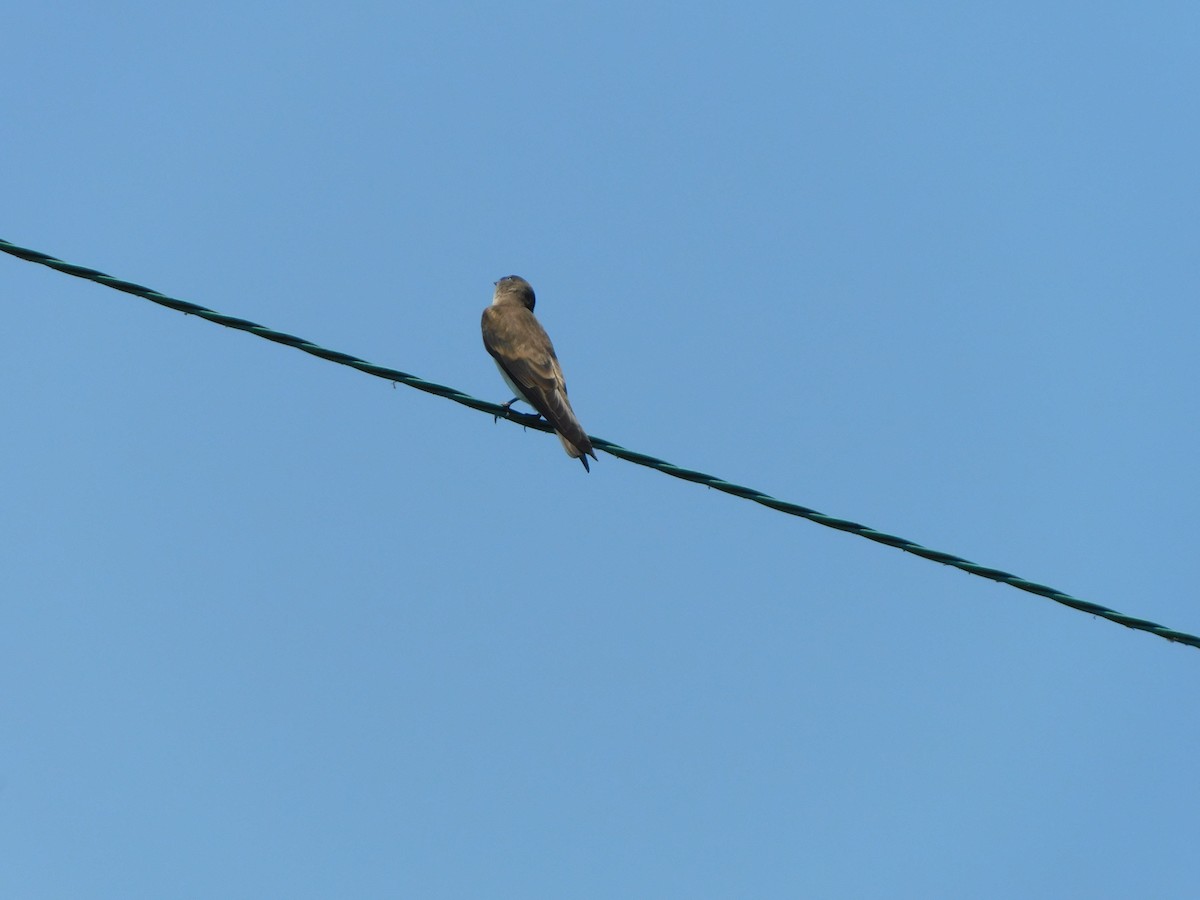 Northern Rough-winged Swallow - ML620412461