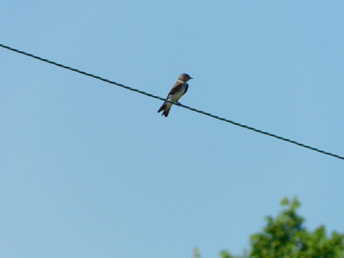 Northern Rough-winged Swallow - ML620412462