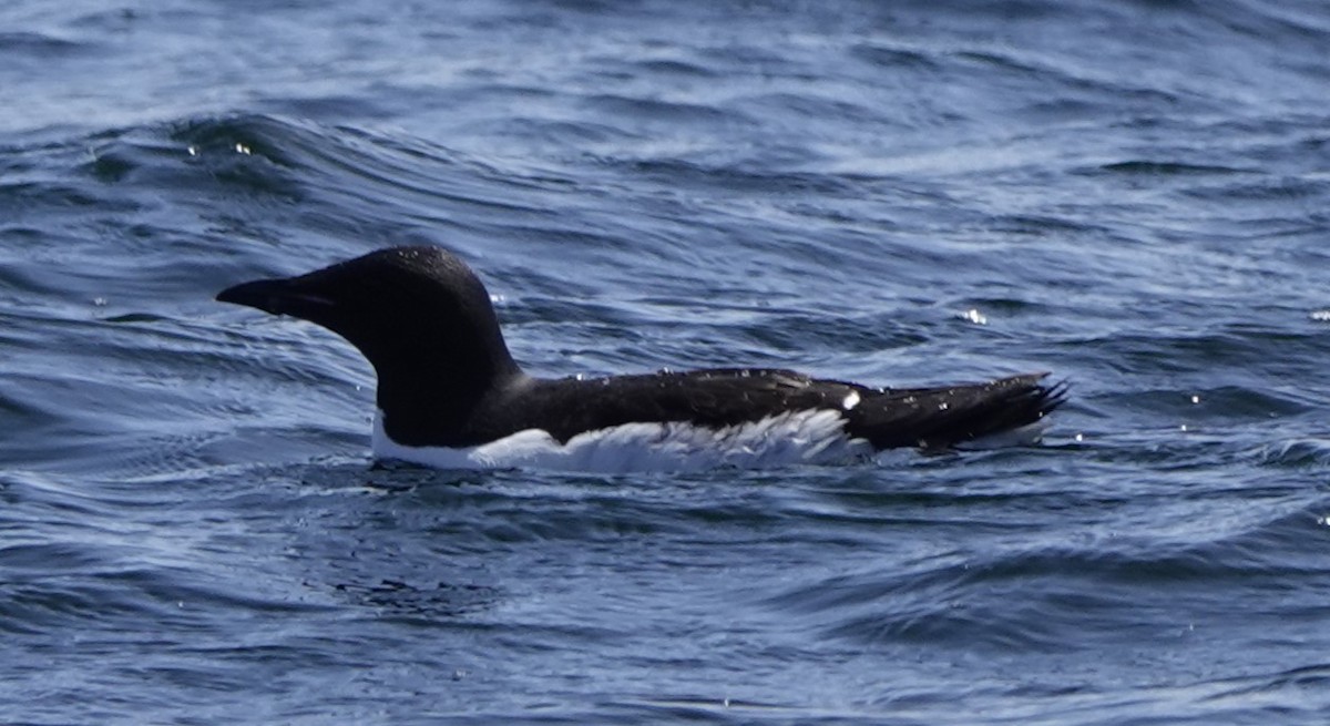 Thick-billed Murre - ML620412467