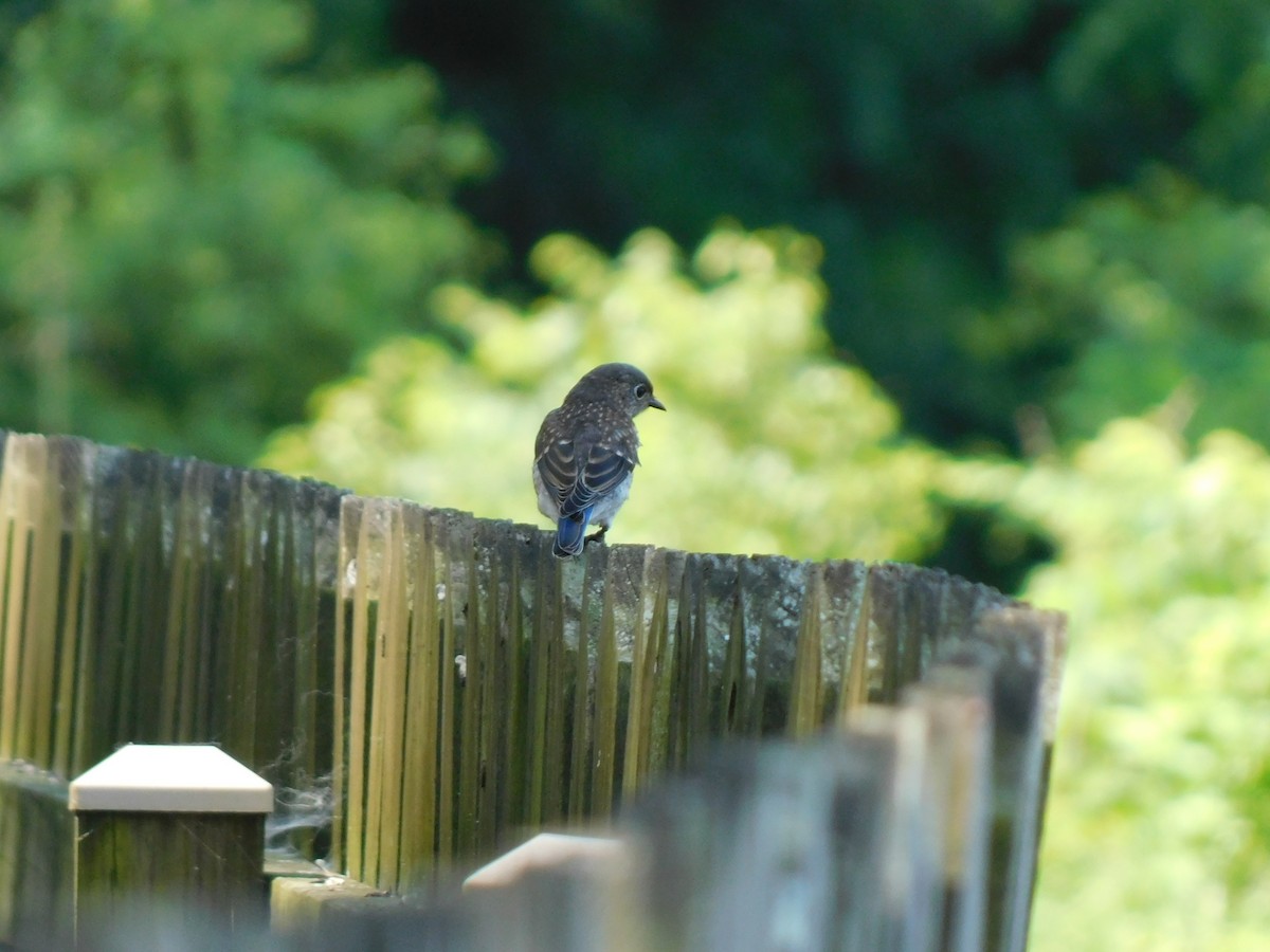 Eastern Bluebird - ML620412472