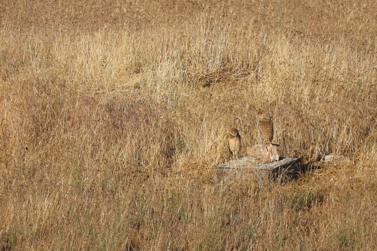 Burrowing Owl - ML620412479