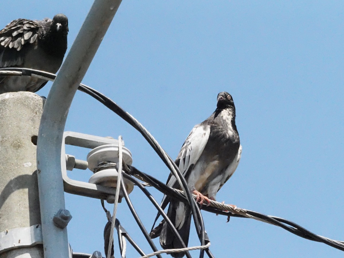 Rock Pigeon (Feral Pigeon) - ML620412485