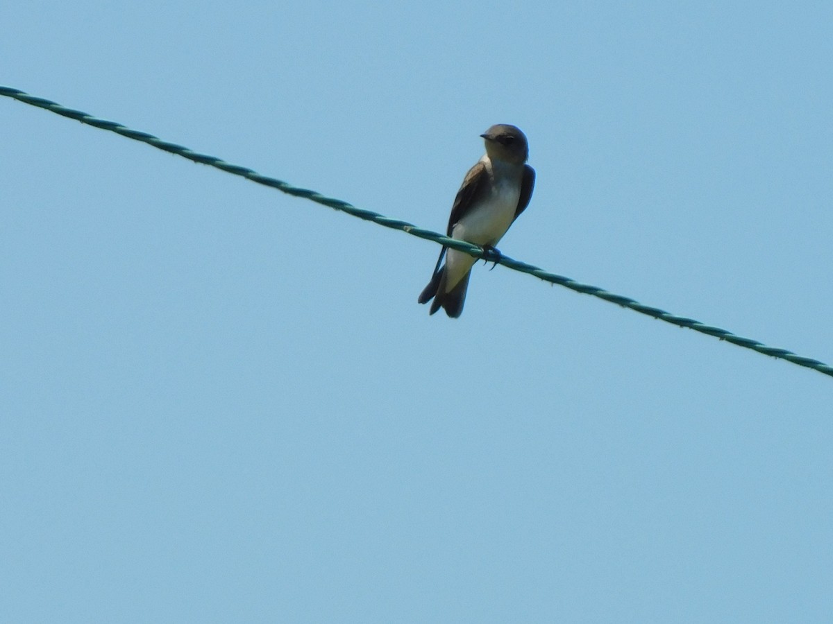 Northern Rough-winged Swallow - Julian Monsalve