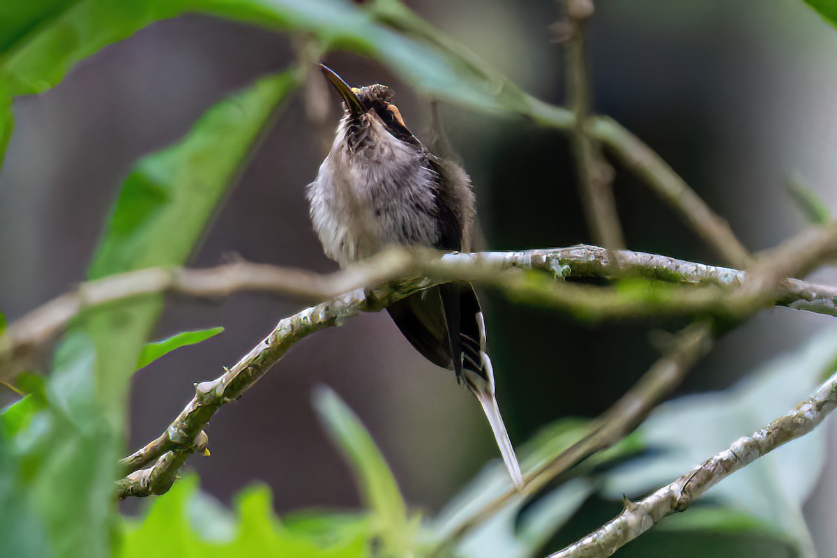 Scale-throated Hermit - ML620412490